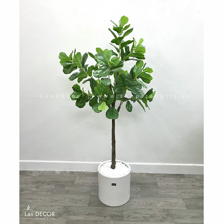 Cây bàng Singapore trang trí nhà hiện đại Lan Decor (160cm) - CC247