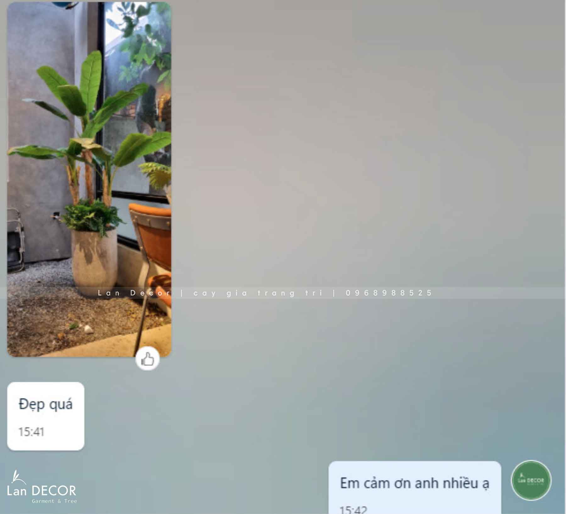 CÂY CHUỐI CẢNH (200cm) - LC2648-1