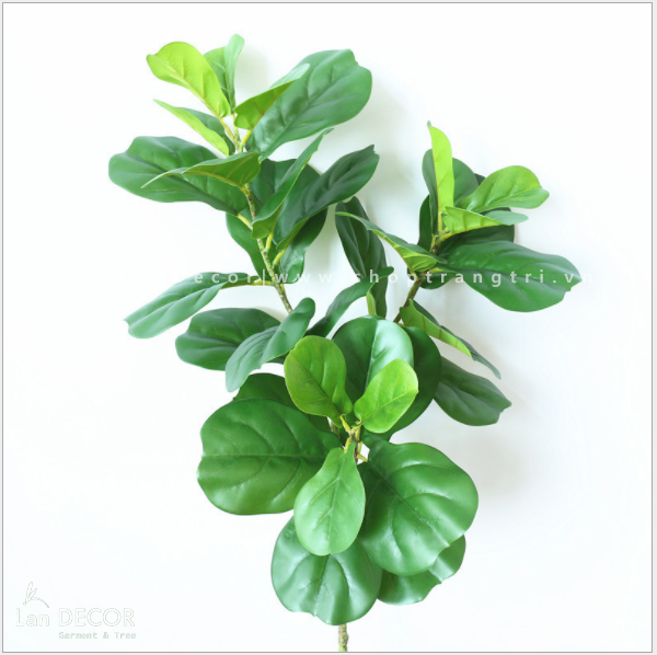 CHẬU CÂY BÀNG SINGAPORE 70cm - CC122