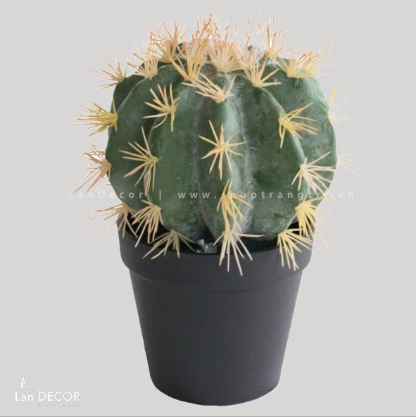 Xương Rồng Kim Hổ Giả Trang Trí (D=15cm) - HC978