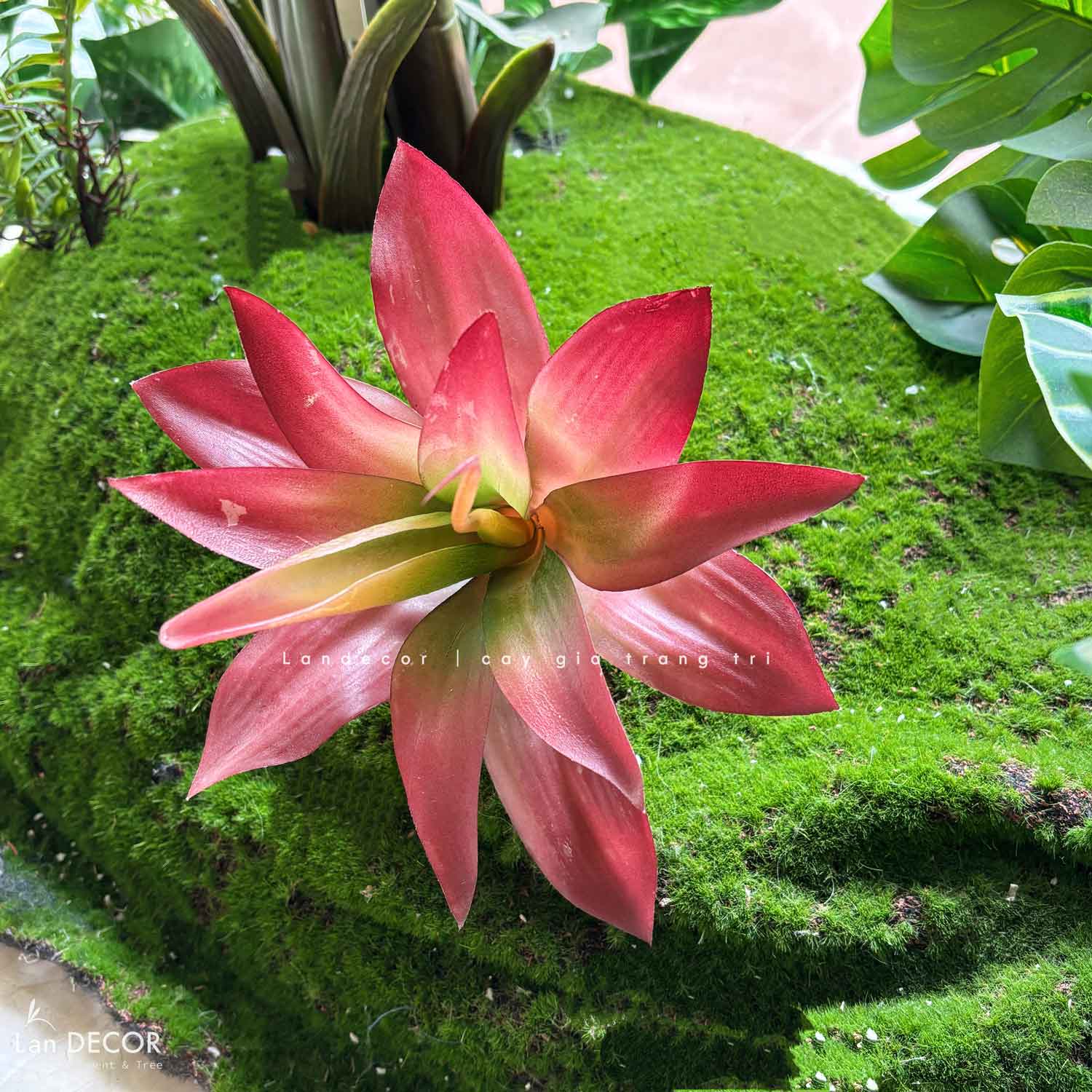 Cành sen  đá decor Trang trí nhà cửa, chậu cây  -   Sen đá 55