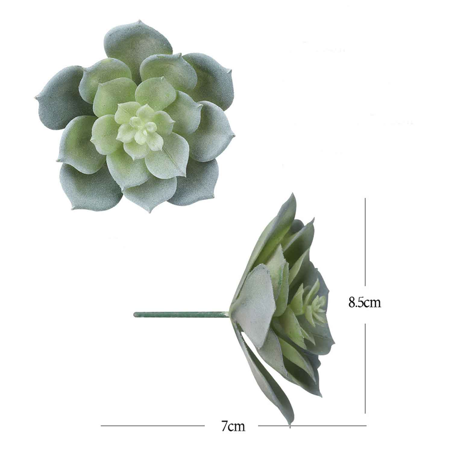 Sen đá  decor trang trí nhà cửa , chậu cây  -   Sen đá 29