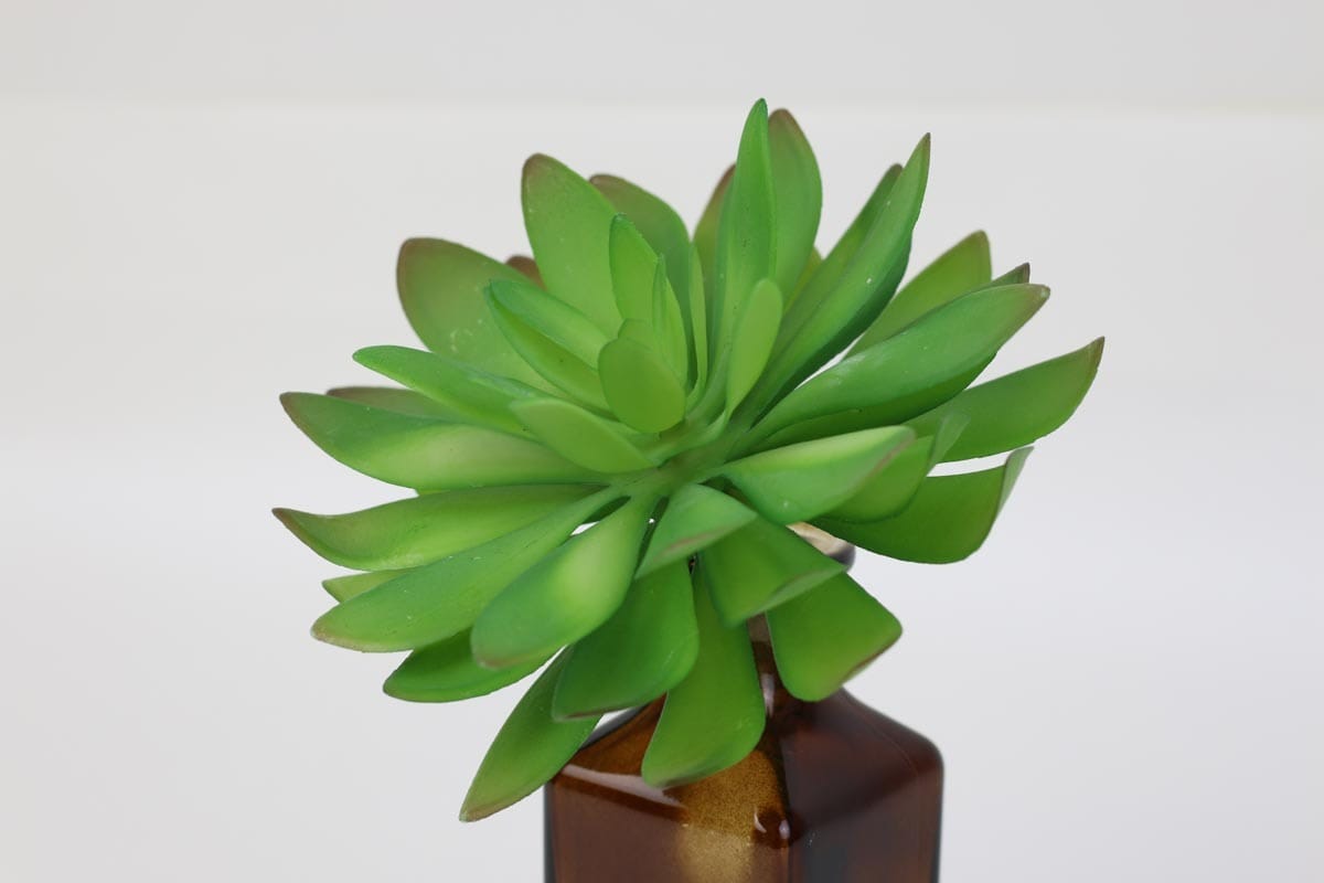 Sen đá  decor trang trí nhà cửa , chậu cây  -   Sen đá 35