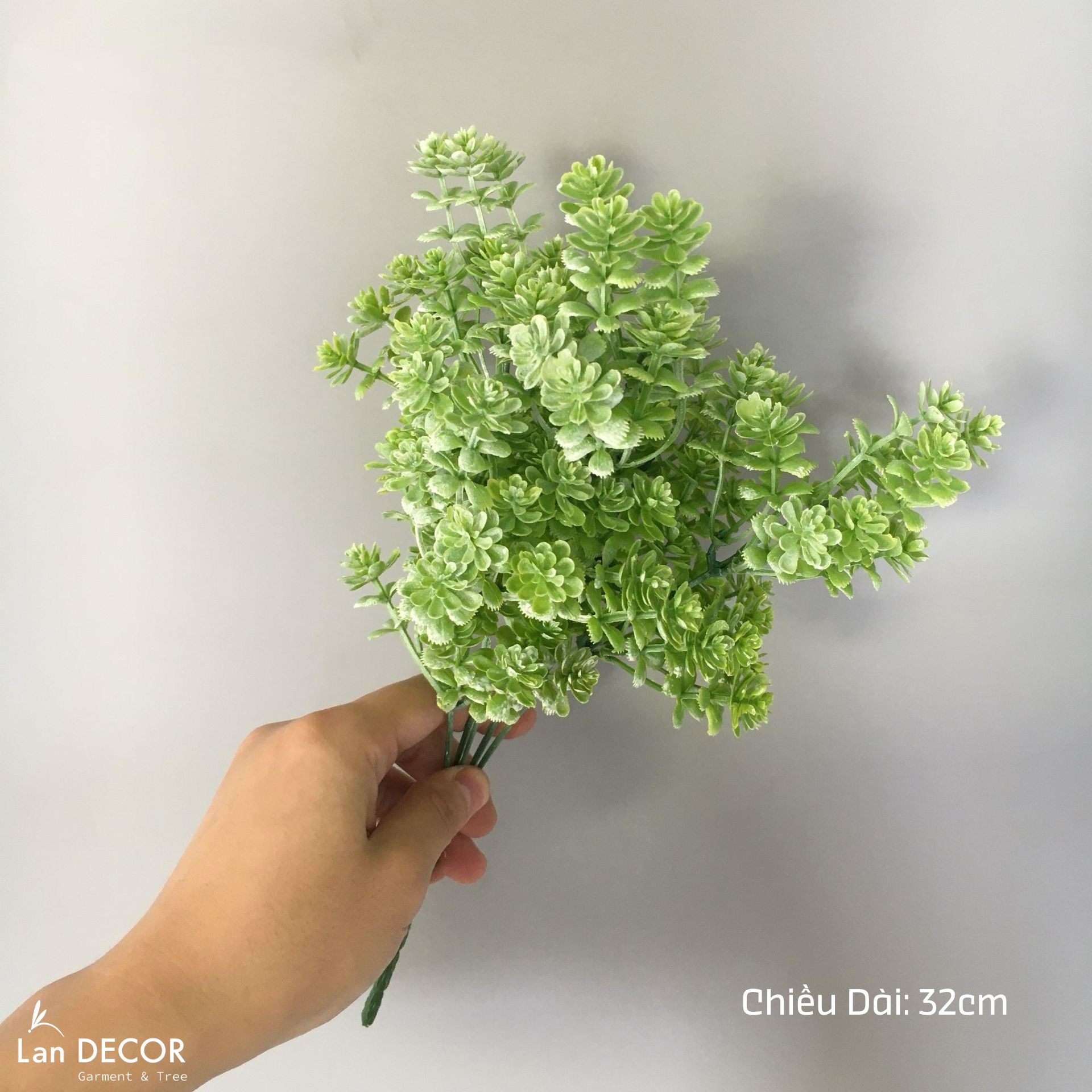 Sen đá  decor trang trí nhà cửa , chậu cây  -   Sen đá 45