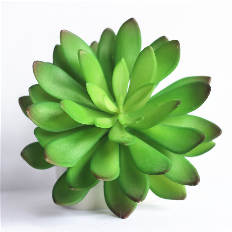 Sen đá  decor trang trí nhà cửa , chậu cây  -   Sen đá 45