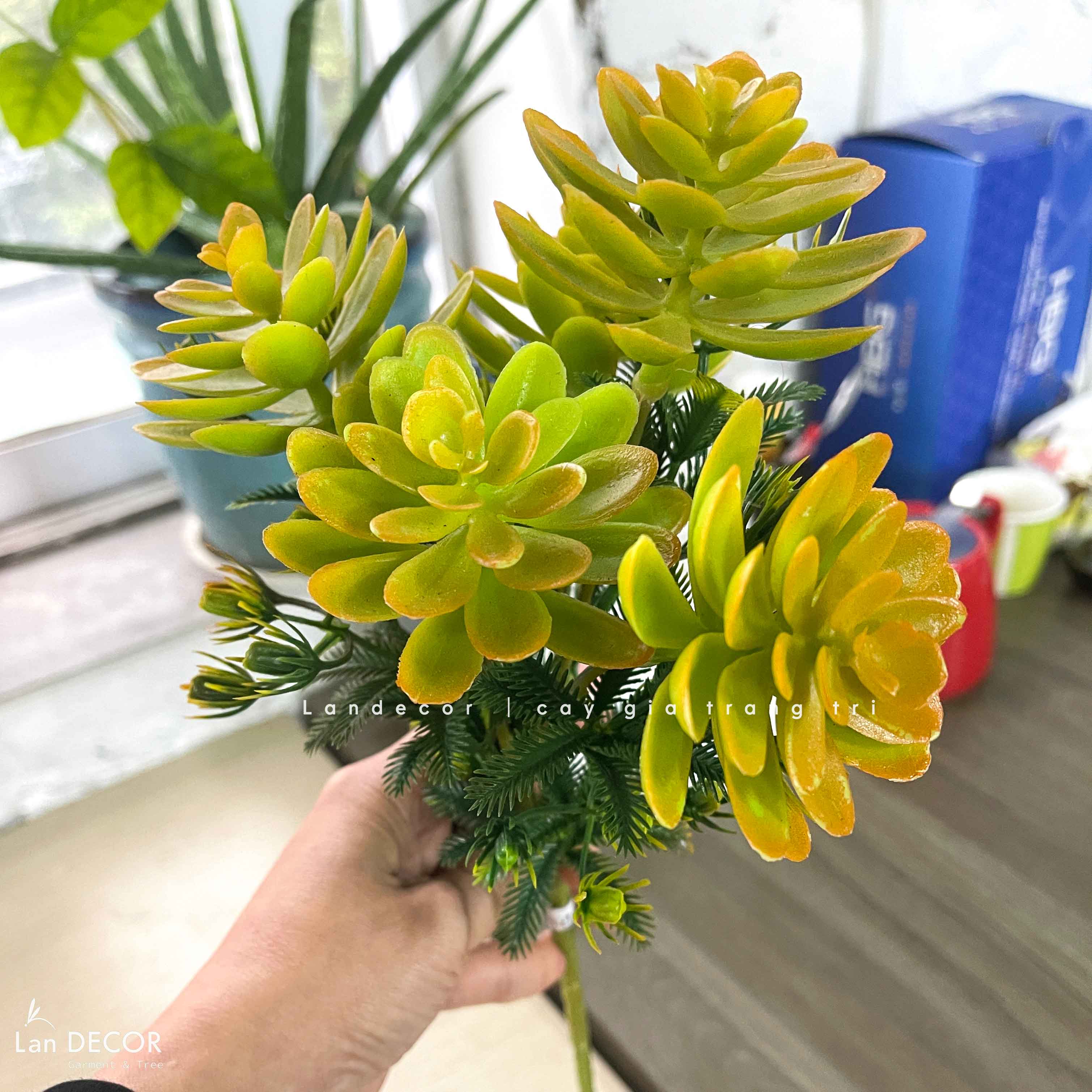 Sen đá  decor trang trí nhà cửa , chậu cây  -   Sen đá 45