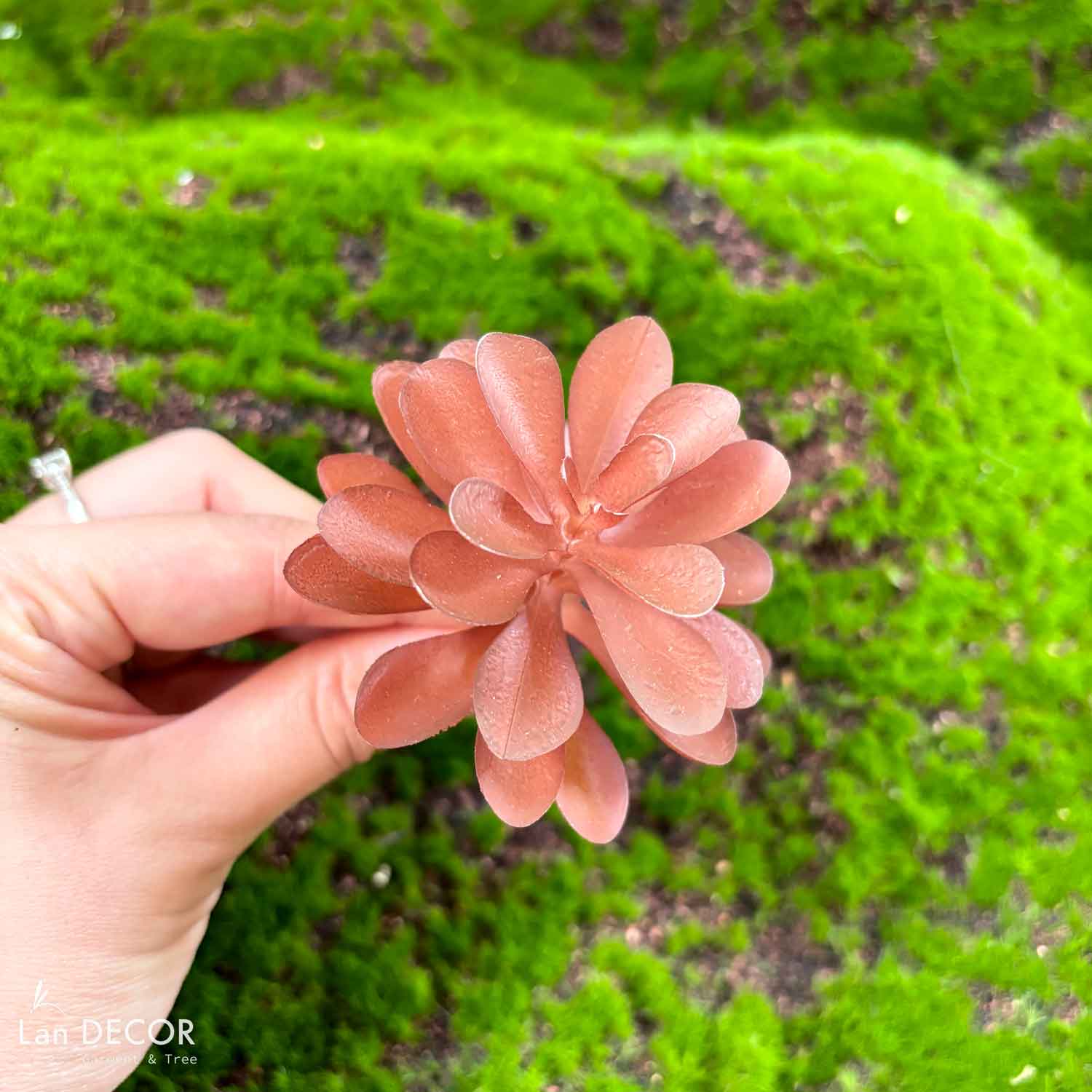 Cành sen  đá decor Trang trí nhà cửa, chậu cây     -   Sen đá 15