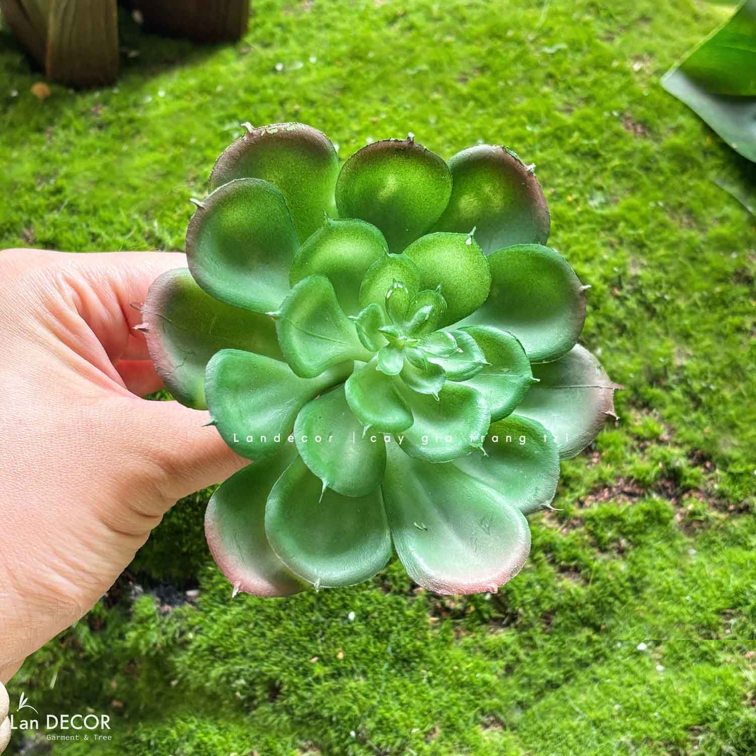 Sen đá  decor trang trí nhà cửa , chậu cây  -   Sen đá 29