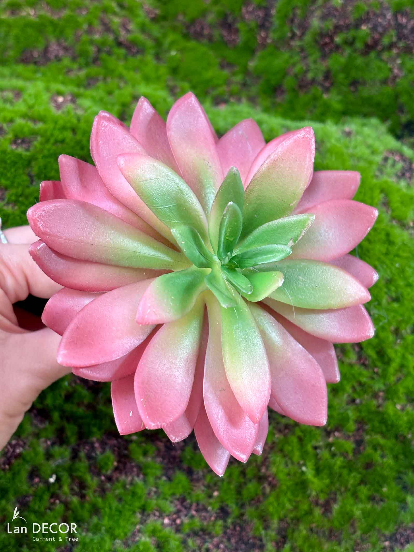 Sen đá  decor trang trí nhà cửa , chậu cây  -   Sen đá 35