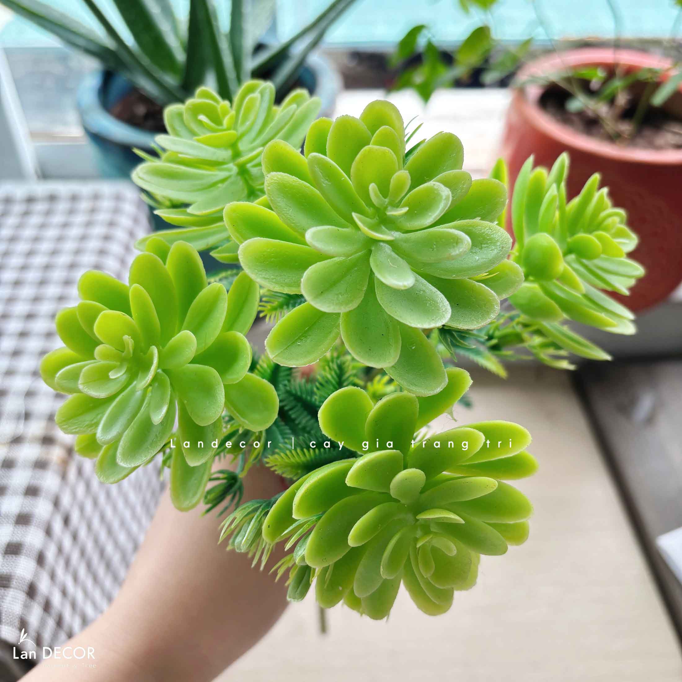 Sen đá  decor trang trí nhà cửa , chậu cây  -   Sen đá 45