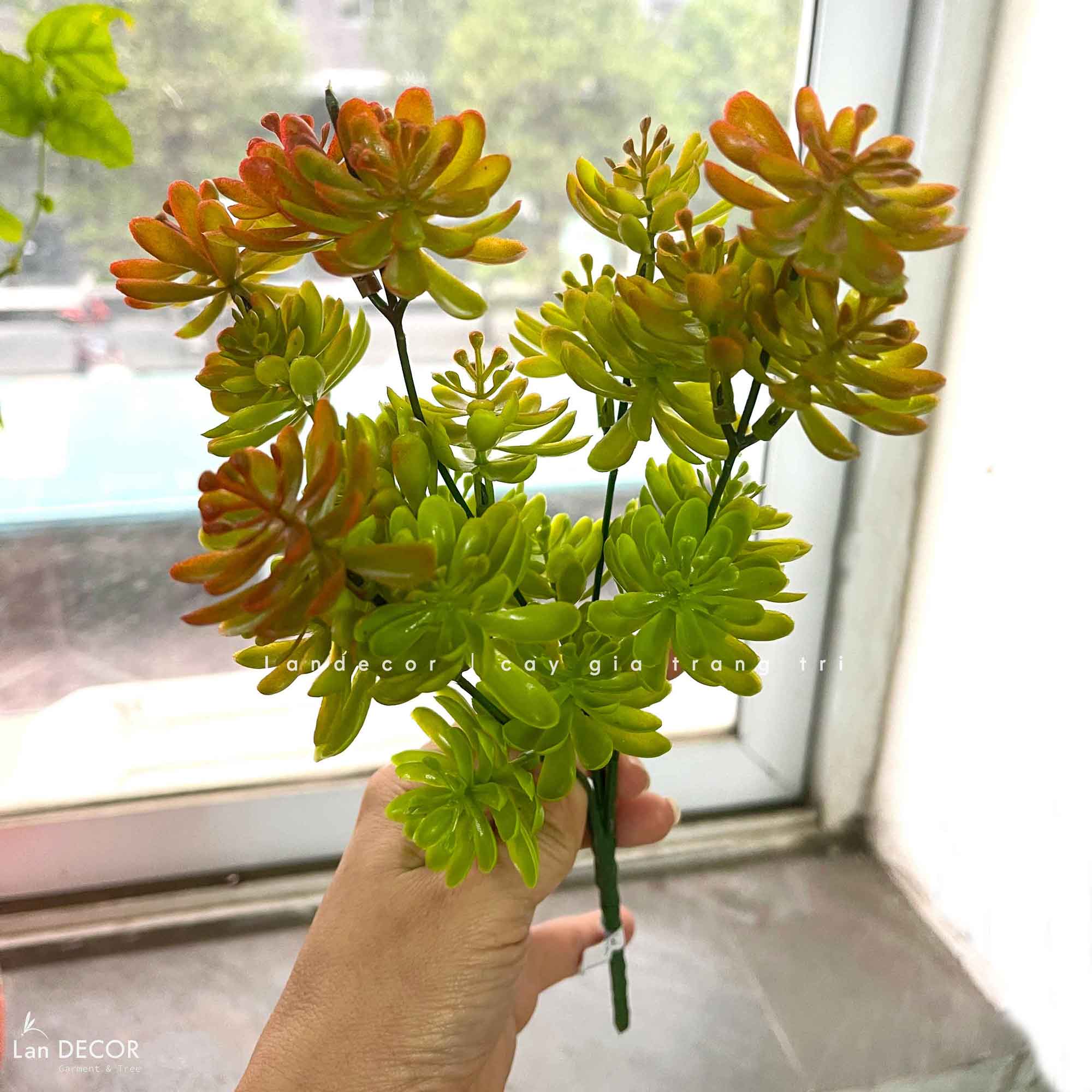 Sen đá  decor trang trí nhà cửa , chậu cây  -   Sen đá 35