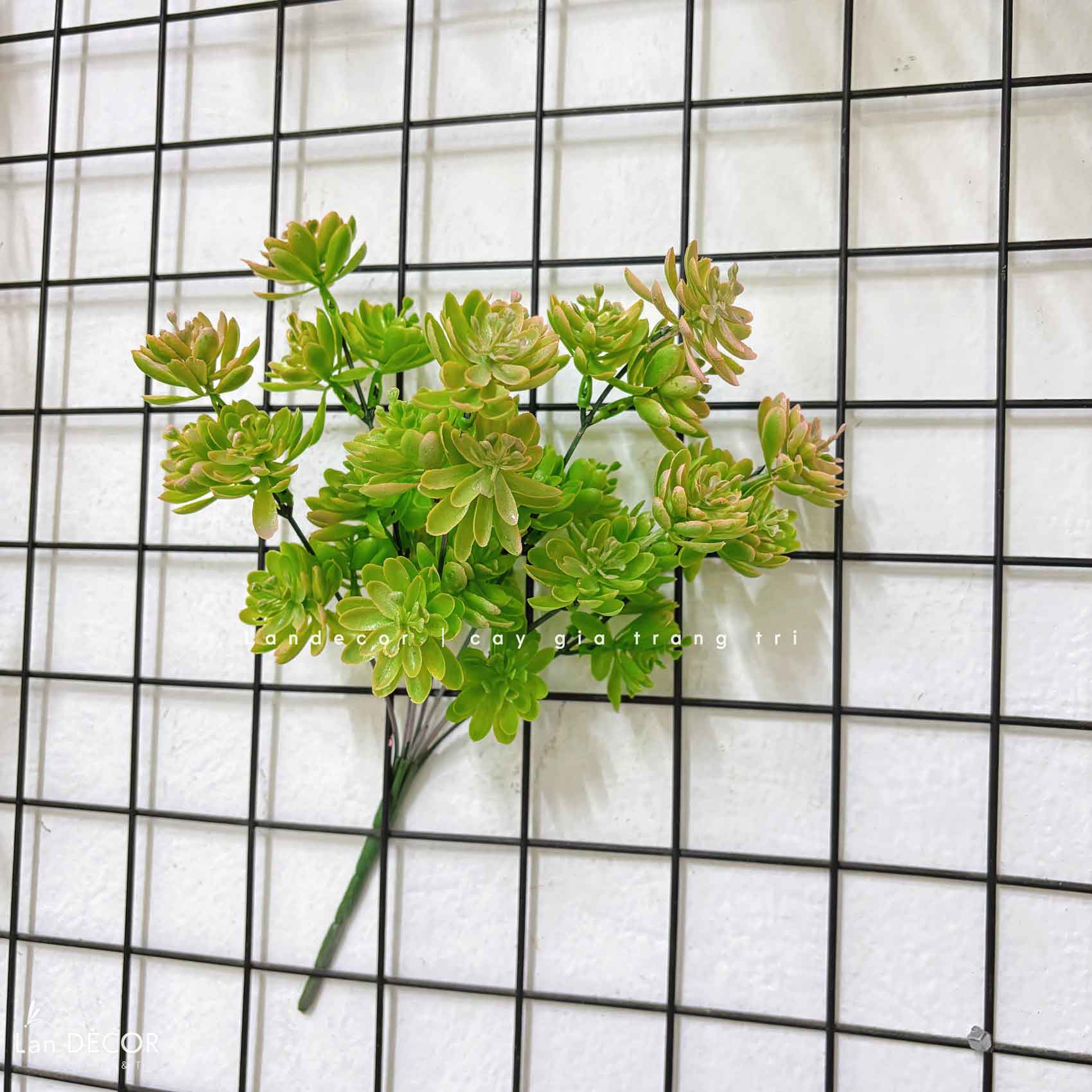 Sen đá  decor trang trí nhà cửa , chậu cây  -   Sen đá 35