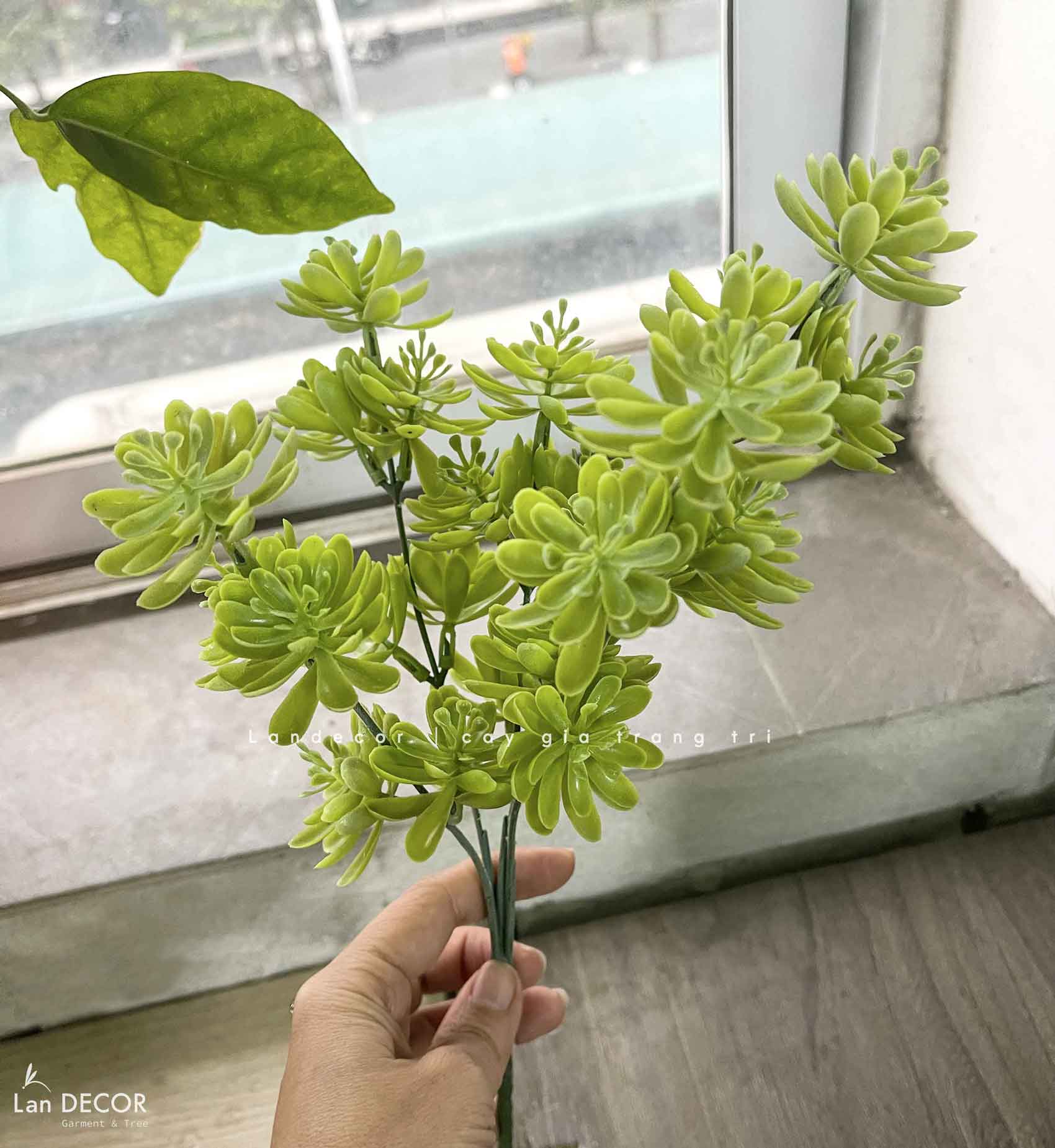 Sen đá  decor trang trí nhà cửa , chậu cây  -   Sen đá 35