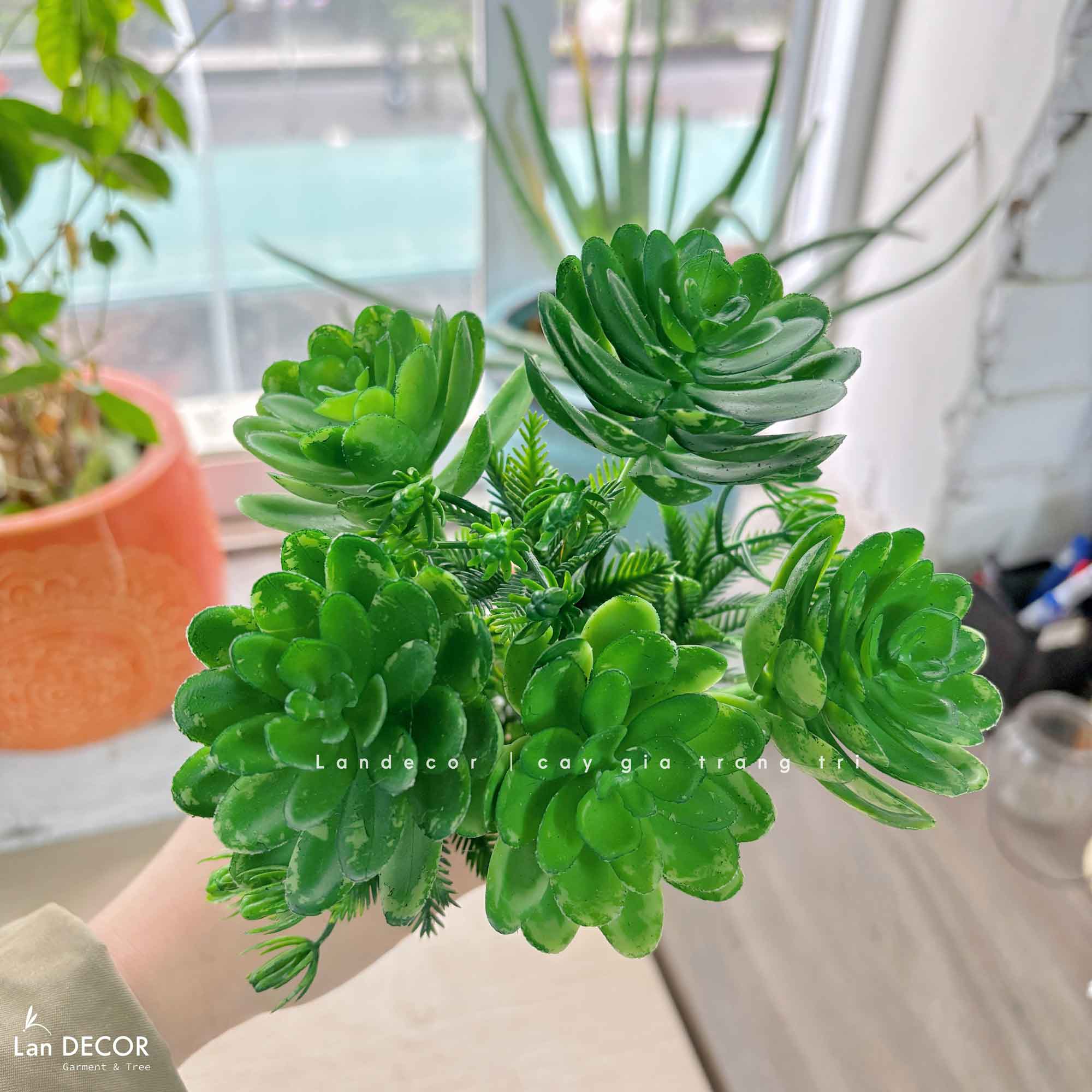 Sen đá  decor trang trí nhà cửa , chậu cây  -   Sen đá 45