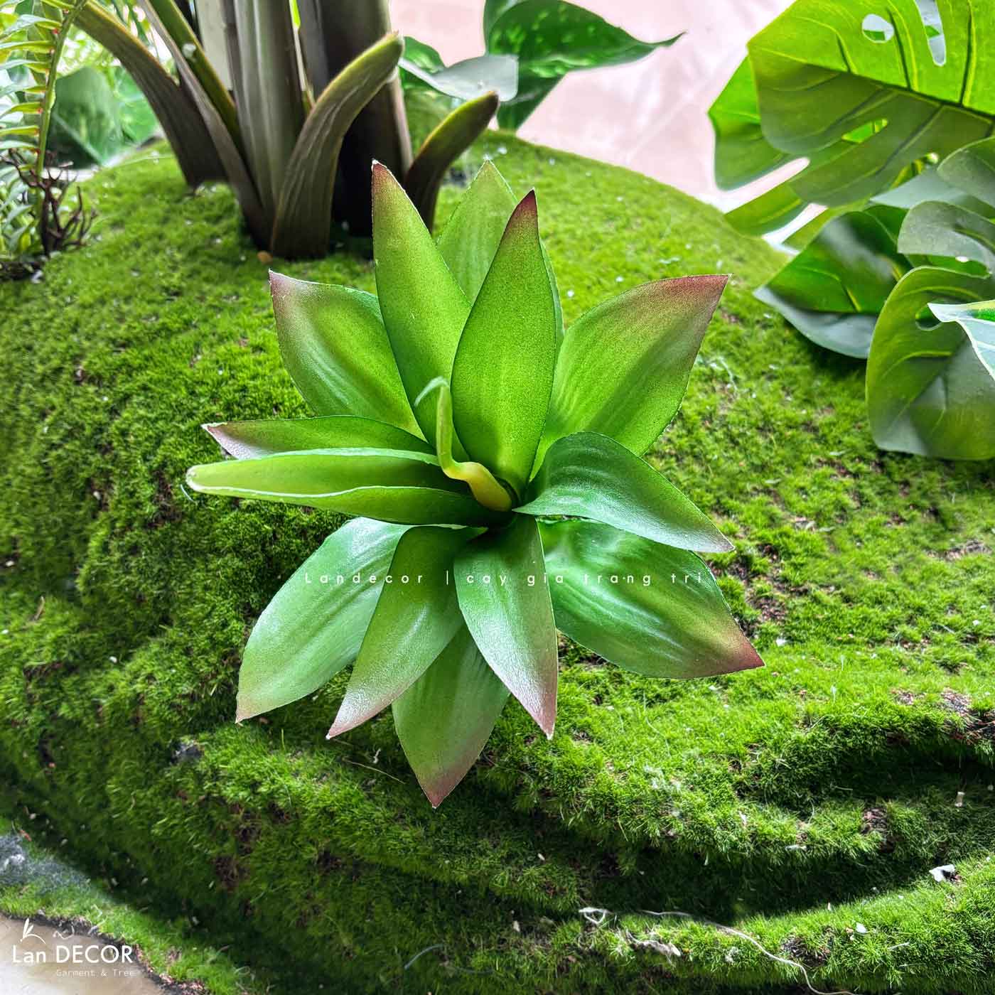 Cành sen  đá decor Trang trí nhà cửa, chậu cây  -   Sen đá 55