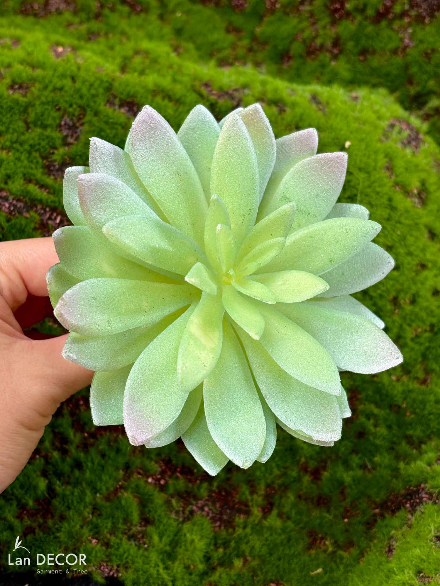 Sen đá  decor trang trí nhà cửa , chậu cây  -   Sen đá 35