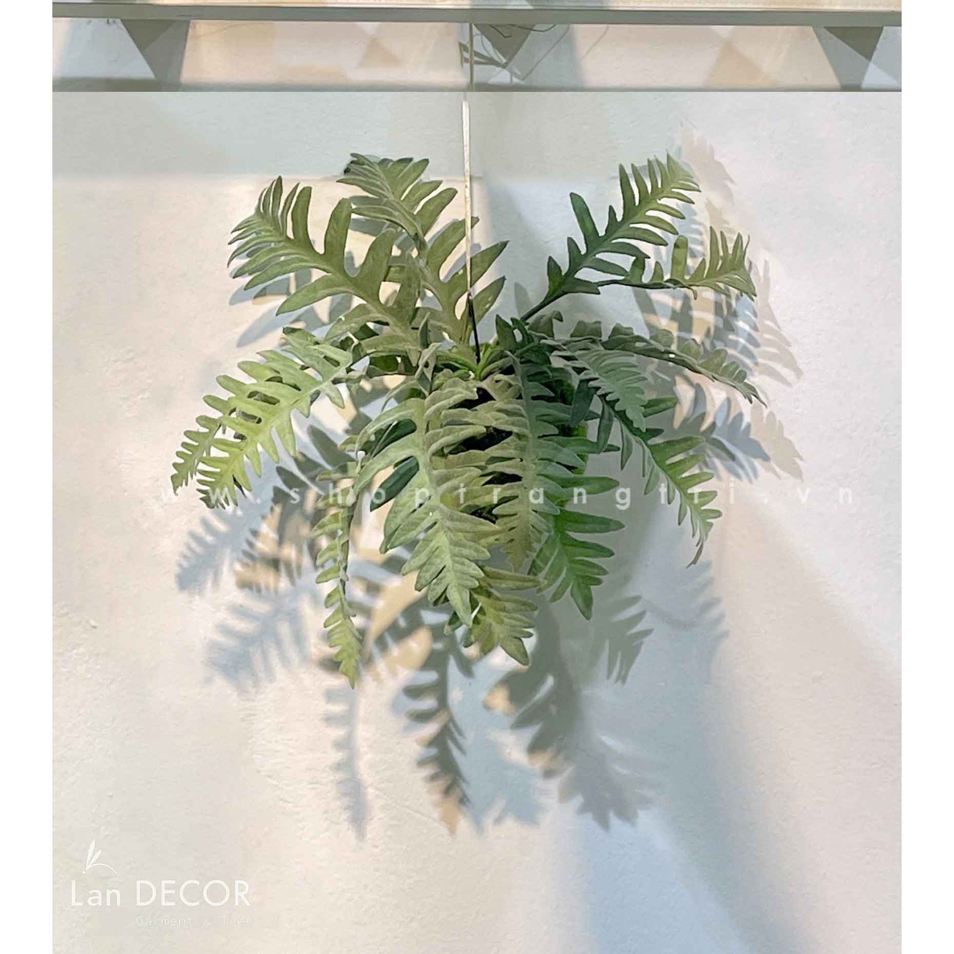Quả cầu rêu dương xỉ lá bạc treo trang trí decor nội thất, quán cà phê,cửa tiệm Lan Decor - CC618