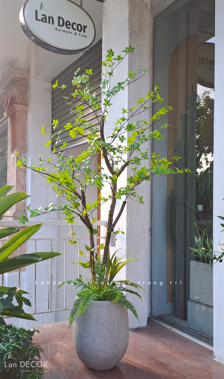 CÂY THẠCH NAM NHẬT BẢN THÂN GỖ ĐẸP TỰ NHIÊN - CC753