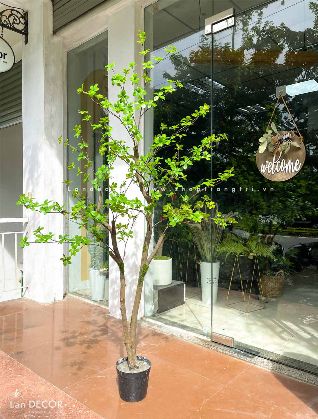 CÂY THẠCH NAM NHẬT BẢN THÂN GỖ ĐẸP TỰ NHIÊN - CC753