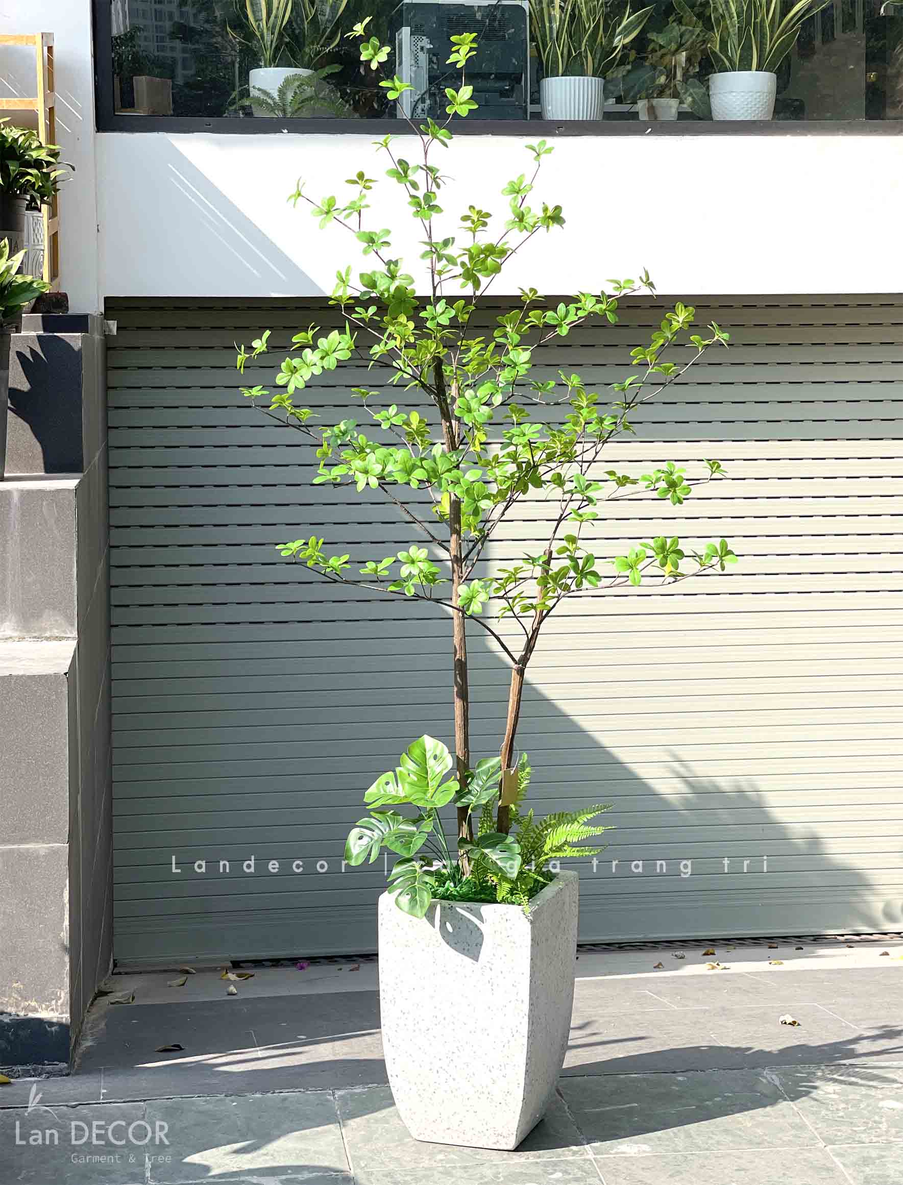 TỔNG HỢP NHỮNG MẪU CÂY THẠCH NAM NHẬT BẢN TRANG TRÍ NỘI THẤT, ĐẸP TỰ NHIÊN