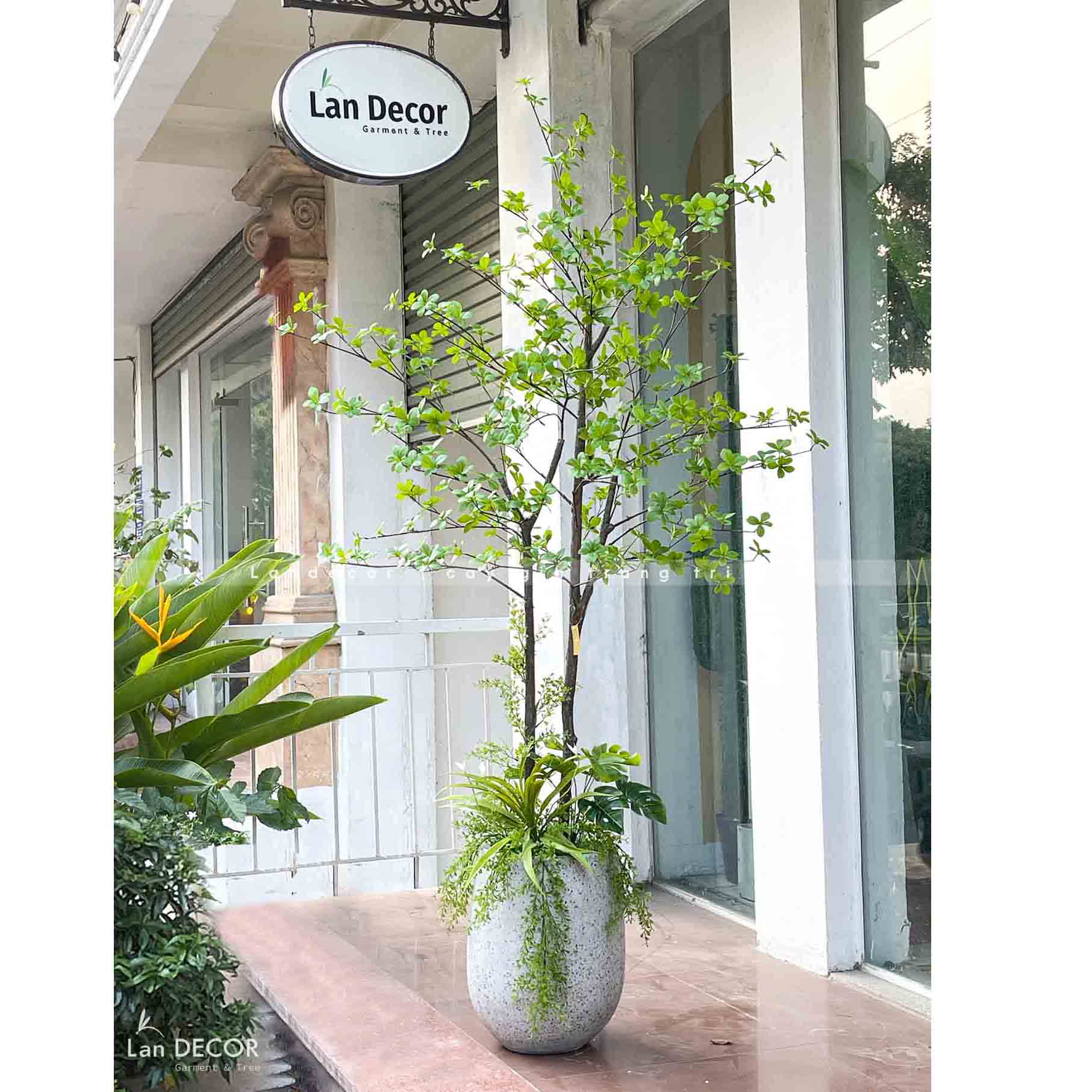 TỔNG HỢP NHỮNG MẪU CÂY THẠCH NAM NHẬT BẢN TRANG TRÍ NỘI THẤT, ĐẸP TỰ NHIÊN