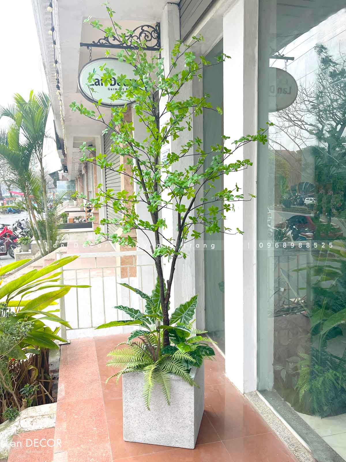 Cây Thạch Nam Nhật Bản Thiết Kế Không Gian Xanh (230cm)- CC1038