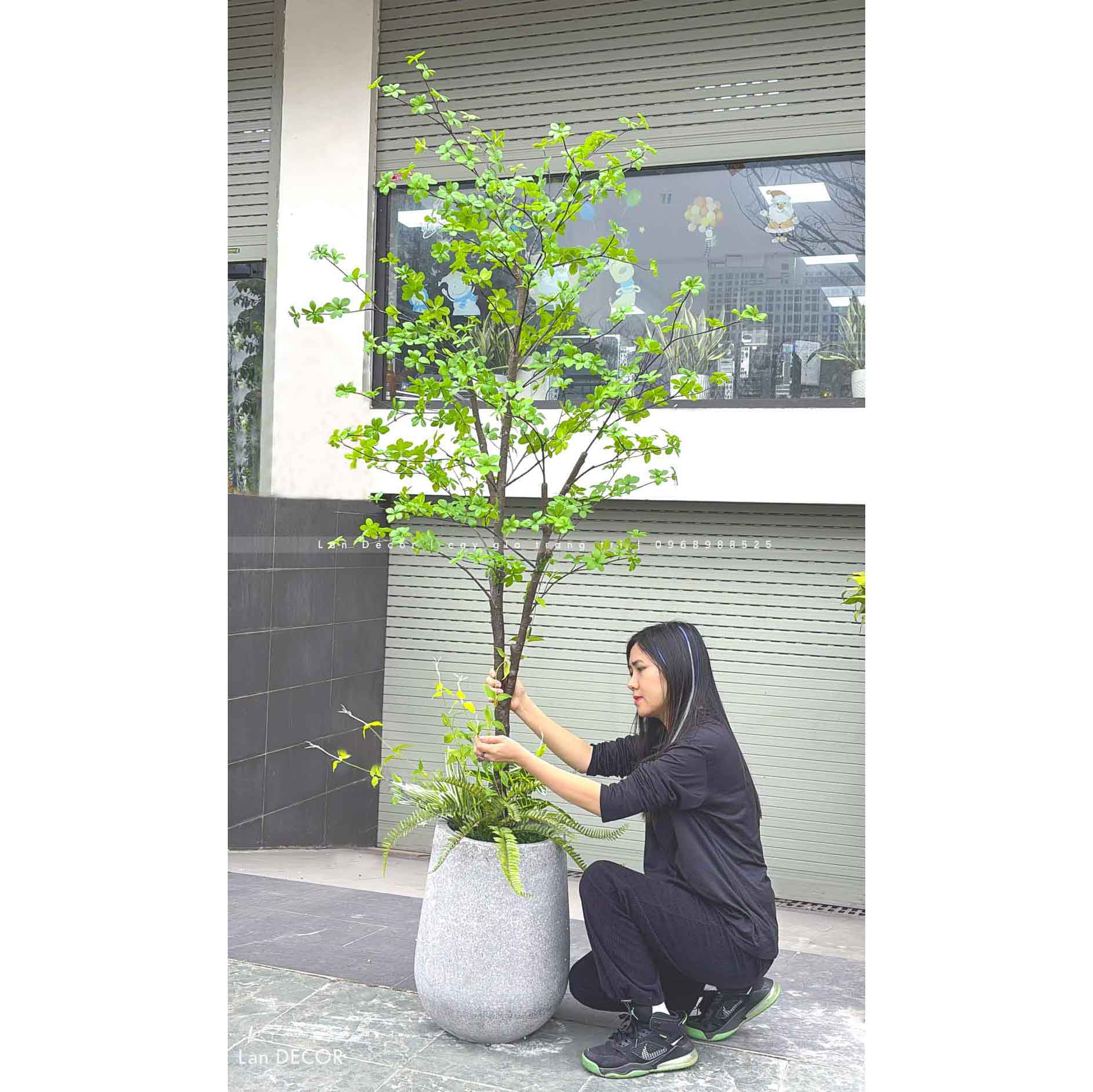 Cây Thạch Nam Nhật Bản Thiết Kế Không Gian Xanh (230cm)- CC1038