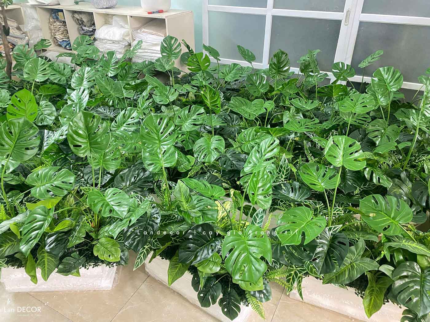 Tiểu Cảnh Văn phòng- Bồn Cành Lá Monstera Thiết Kế Lan Decor, Kiến Tạo Không Gian Xanh Tươi Mới (56x26x20cm)- BC209-SG