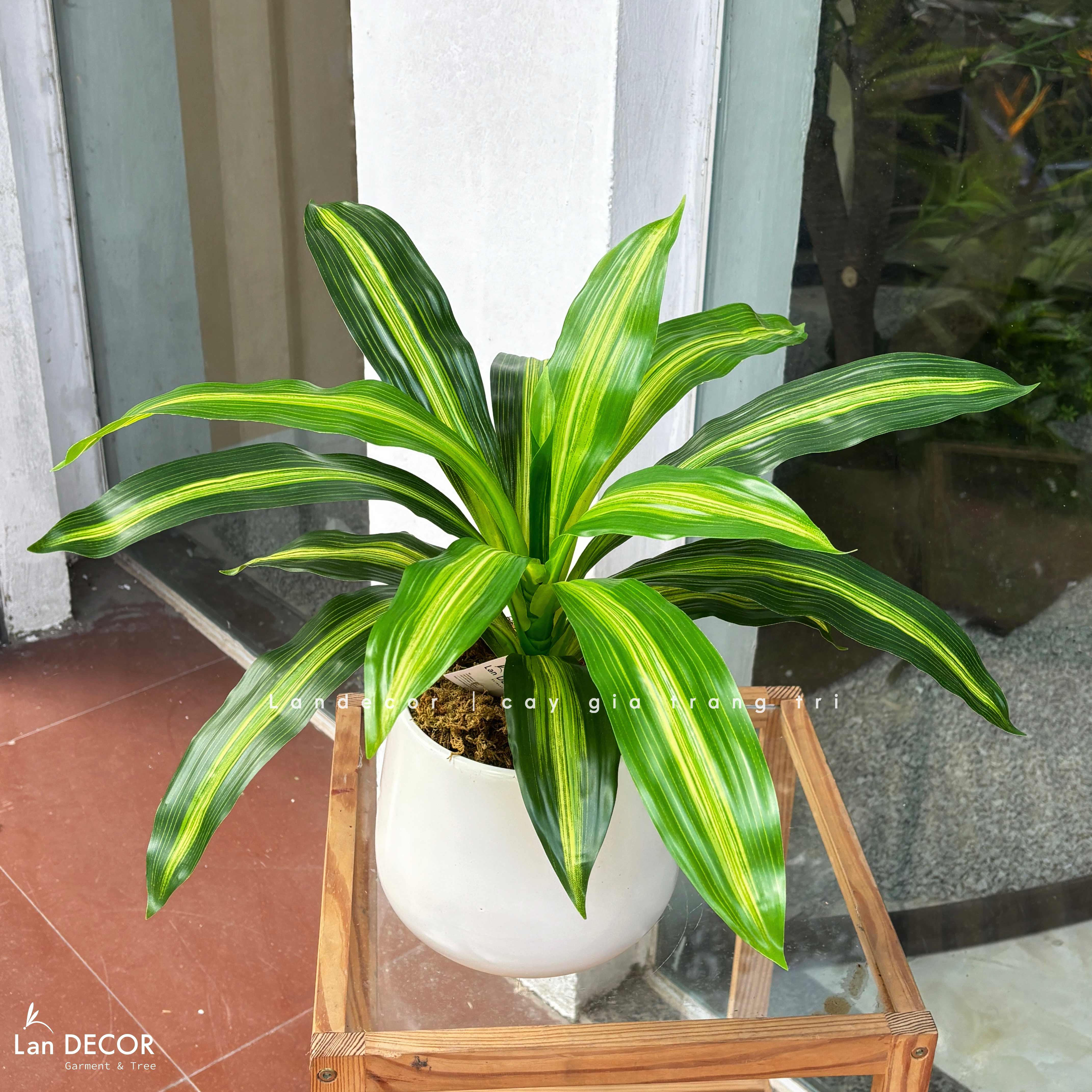 Cây Giả Trang Trí- Cây Thiết Mộc Lan Giả Decor Không Gian Sống Xanh (40cm)- LC2595-1