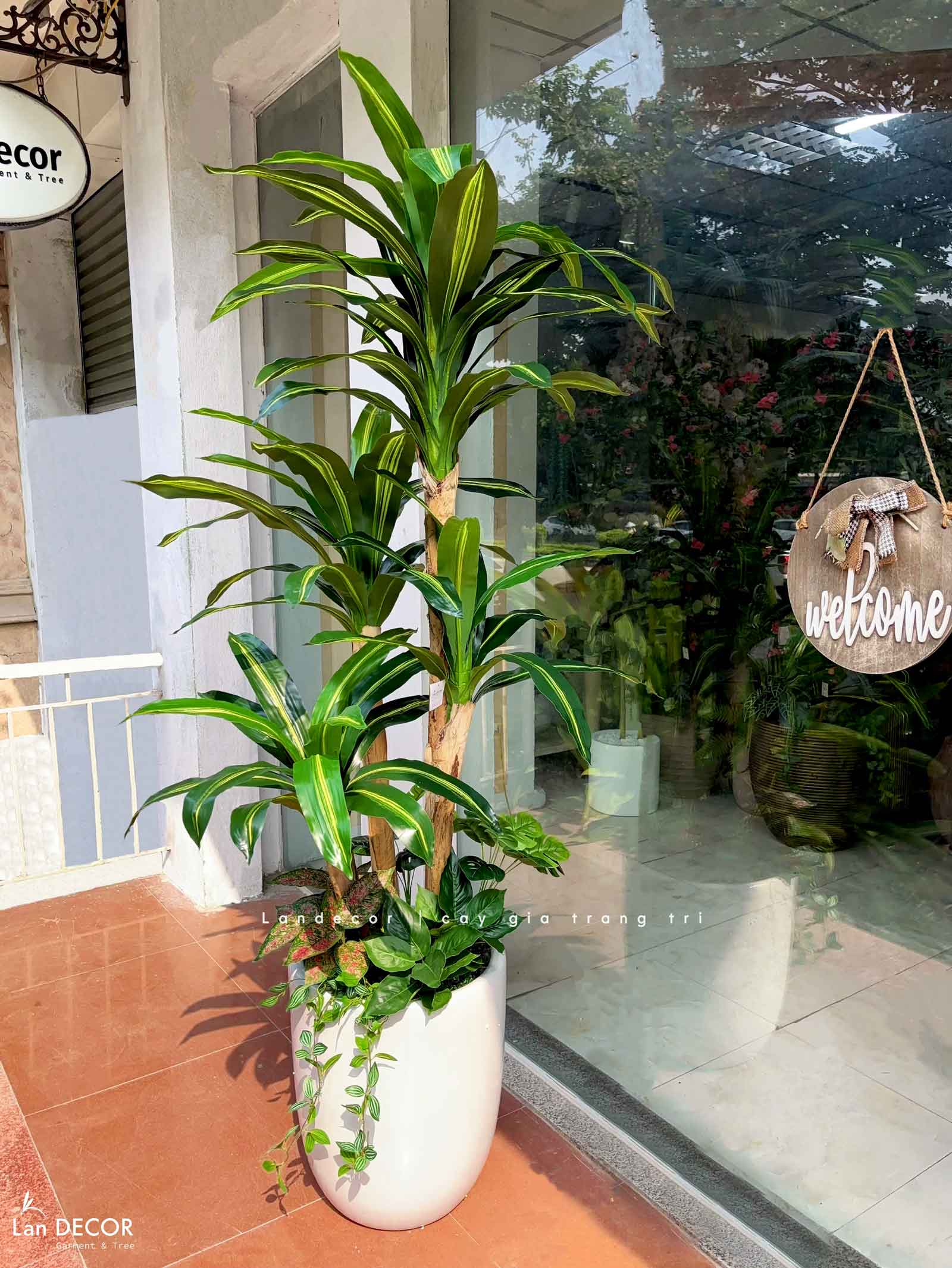 Cây thiết mộc lan tiểu cảnh trang trí nội thất -  LC2855 mix
