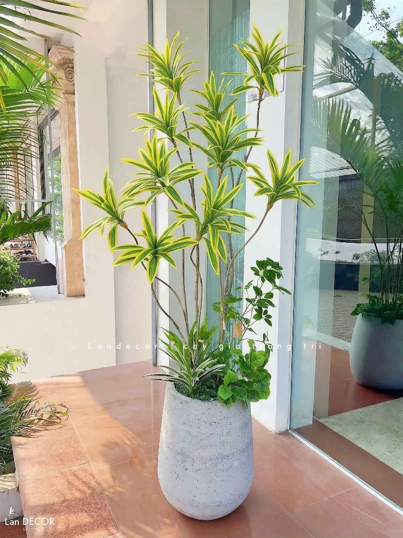 Cây Giả - Cây Thiết Mộc Lan Giả Decor Nội Thất Căn Hộ (160cm)- LC3737-VÀNG MIX