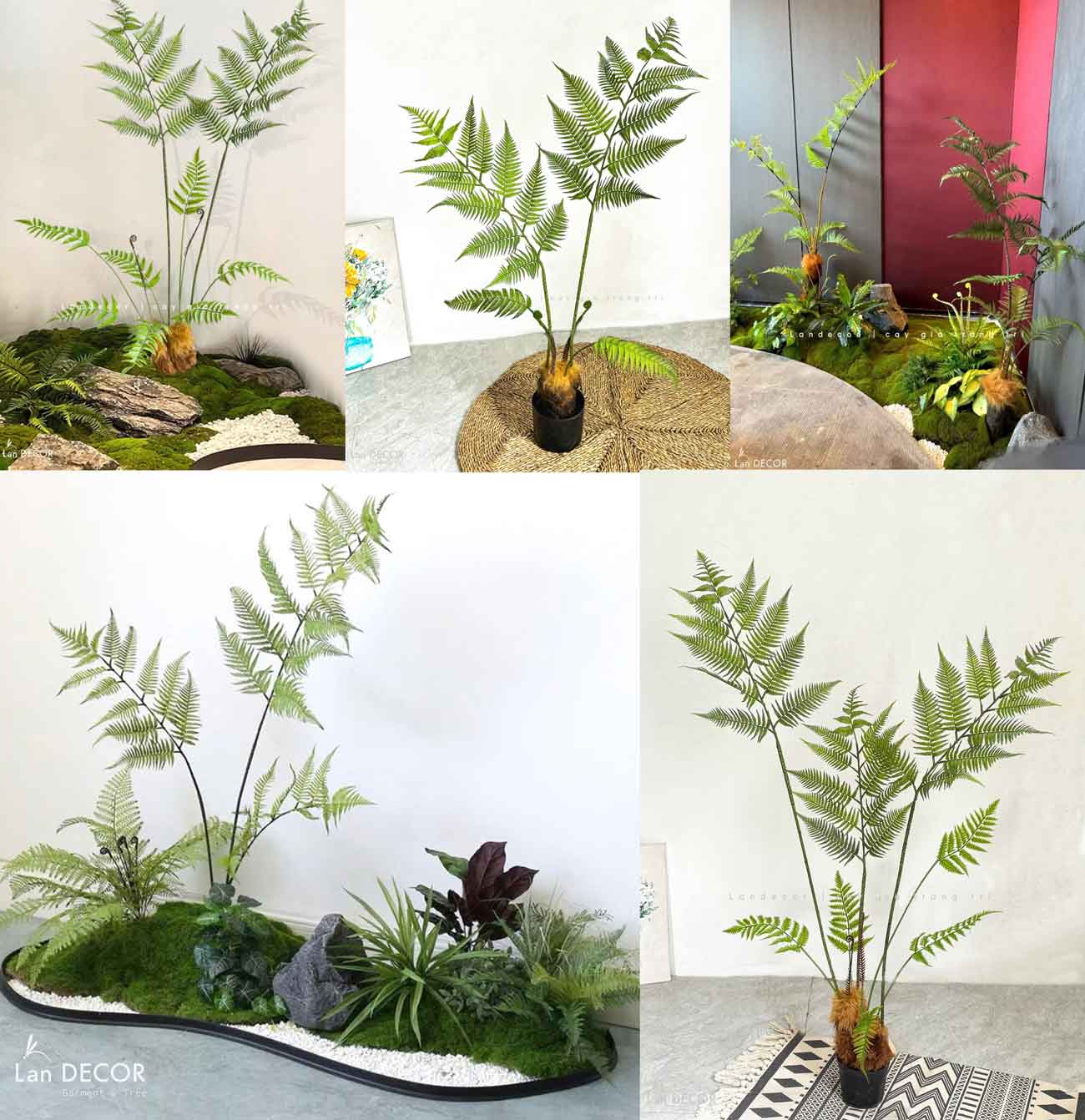 Dương Xỉ Tiểu Cảnh- Dương Xỉ Culi Thiết Kế Tiểu Cảnh Khô Ấn Tượng (190cm)- CC1123