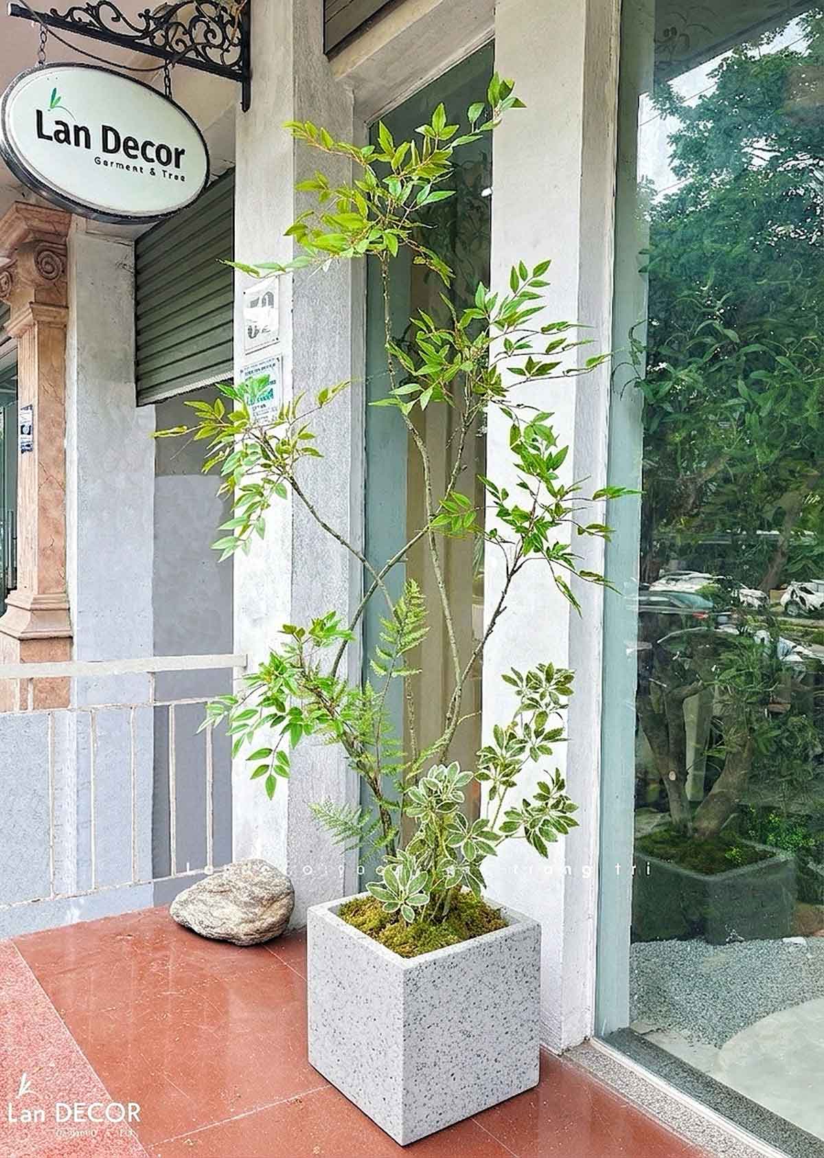 Nam Thiên Trúc Giả- Cây Nam Thiên Trúc Giả Decor Căn Hộ Hiện Đại (190cm)- LC3047-5
