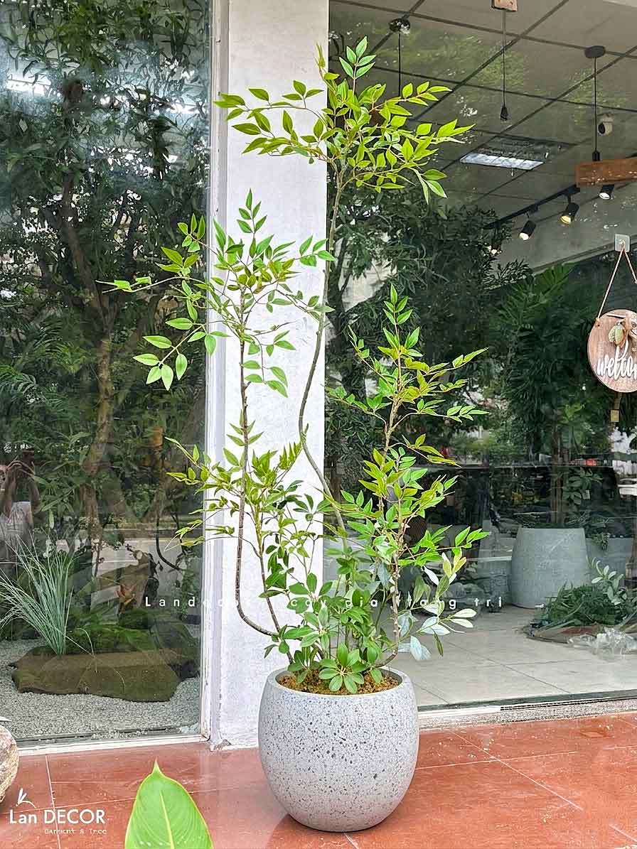 Nam Thiên Trúc Decor- Cây Nam Thiên Trúc Giả Trang Trí Nhà Đẹp (150cm)- LC3047-4 thân