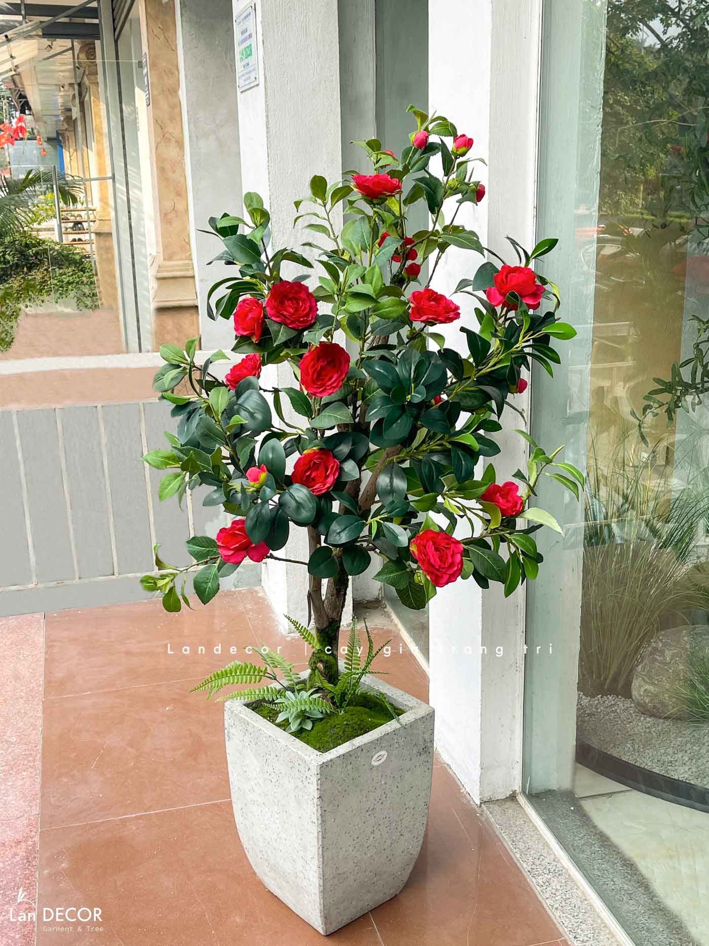 CÂY TRÀ ĐỎ ĐẸP NỔI BẬT VƯỜN NHÀ LAN DECOR (140CM)- CC762