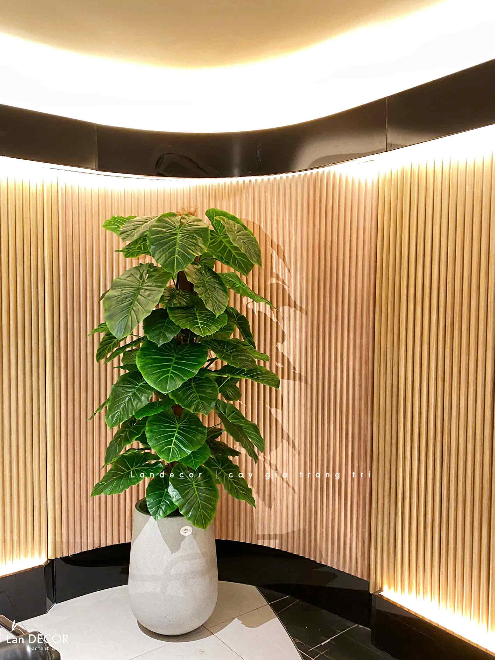 CÂY TRẦU BÀ CỘT TRANG TRÍ NỘI THẤT ĐẸP (145cm) - LC1992-1