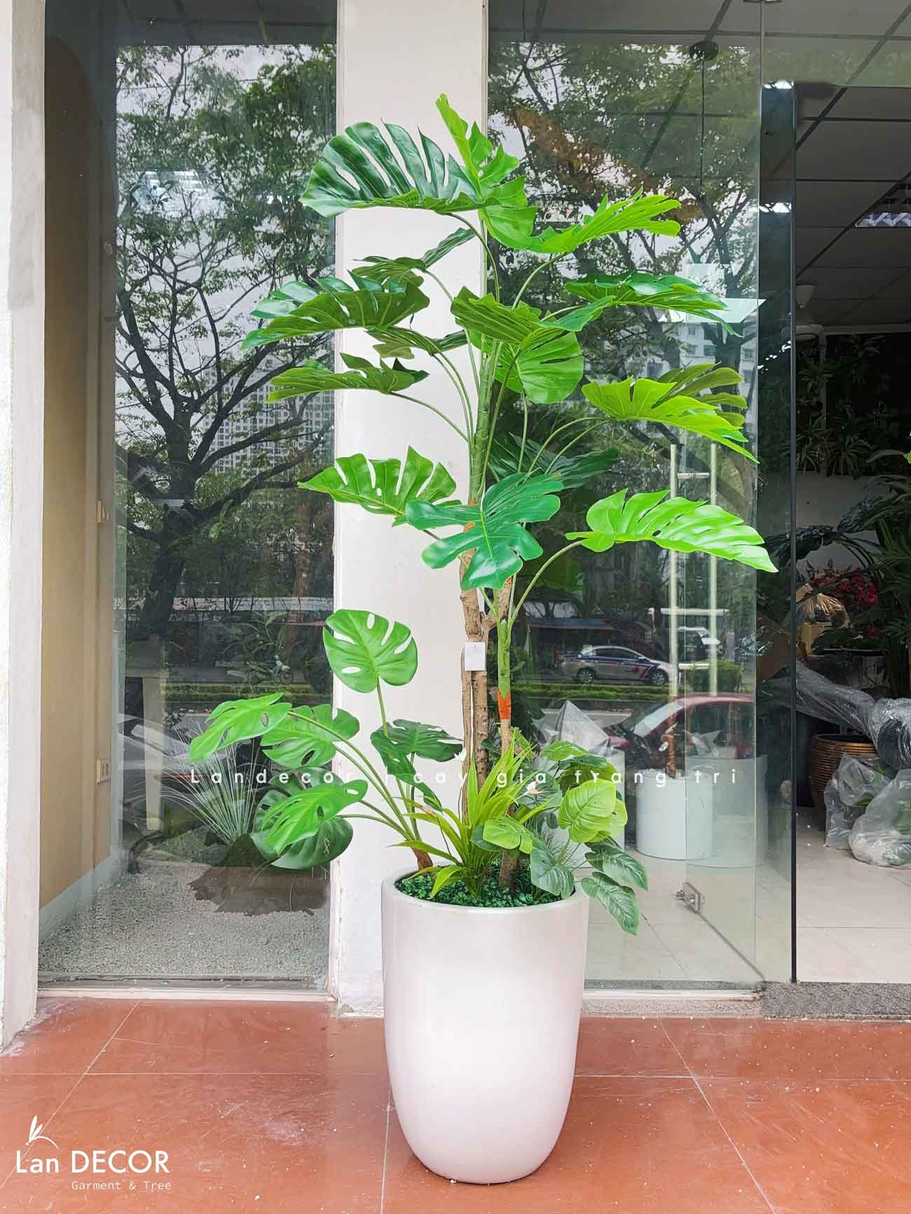 cay-trau-ba-nam-my-gia 