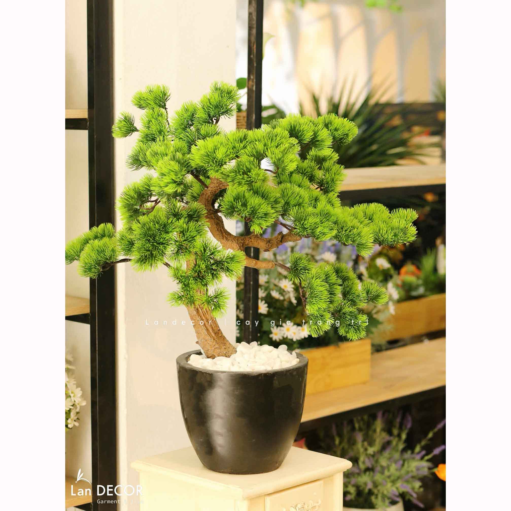 Cây Bonsai Thiết Kế - Cây Tùng Bonsai Giả Trang Trí (60cm)- CC1271