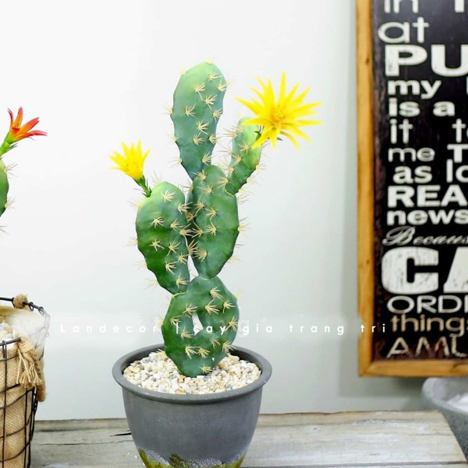 HOA XƯƠNG RỒNG- HC1171