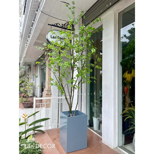 CÂY THẠCH NAM NHẬT BẢN LANDECOR (2M5) - CC645