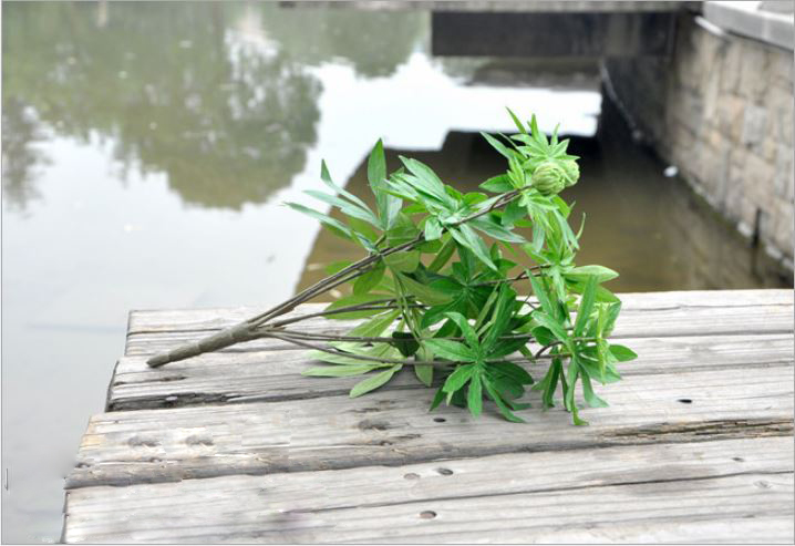 Cành Lá Giả Cắm Bồn Tiểu Cảnh, Cành Lá Xẻ Thùy Trang Trí Tự Nhiên- HC501