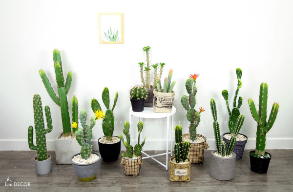 CHẬU CÂY XƯƠNG RỒNG TRÒN ĐỂ BÀN PHONG CÁCH SA MẠC - CC429