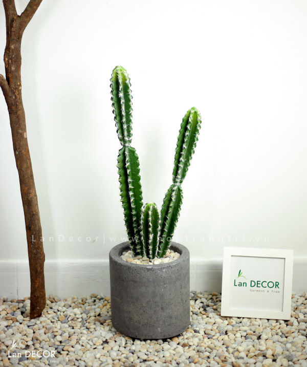 CHẬU CÂY XƯƠNG RỒNG TRỤ PHONG CÁCH SA MẠC HIỆN ĐẠI - CC175
