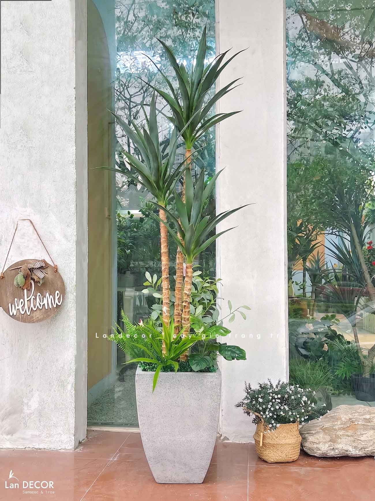 Cây Giả Tiểu Cảnh- Cây Yucca Giả Trang Trí Cửa Hiệu Độc Đáo (160cm)- LC3866