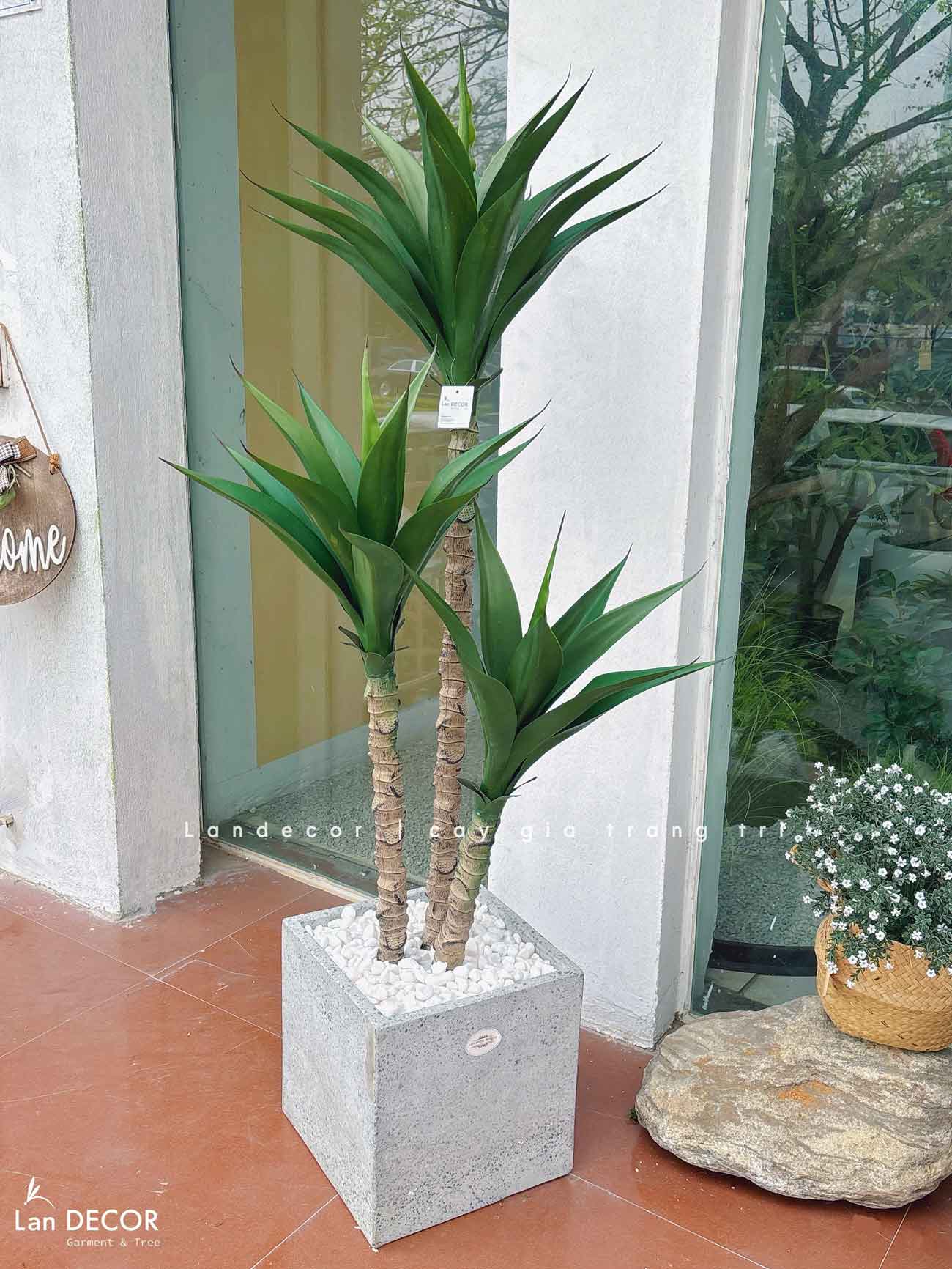 Cây Giả Tiểu Cảnh- Cây Yucca Giả Trang Trí Tiểu Cảnh Xương Rồng Độc Đáo (120cm)- LC3541