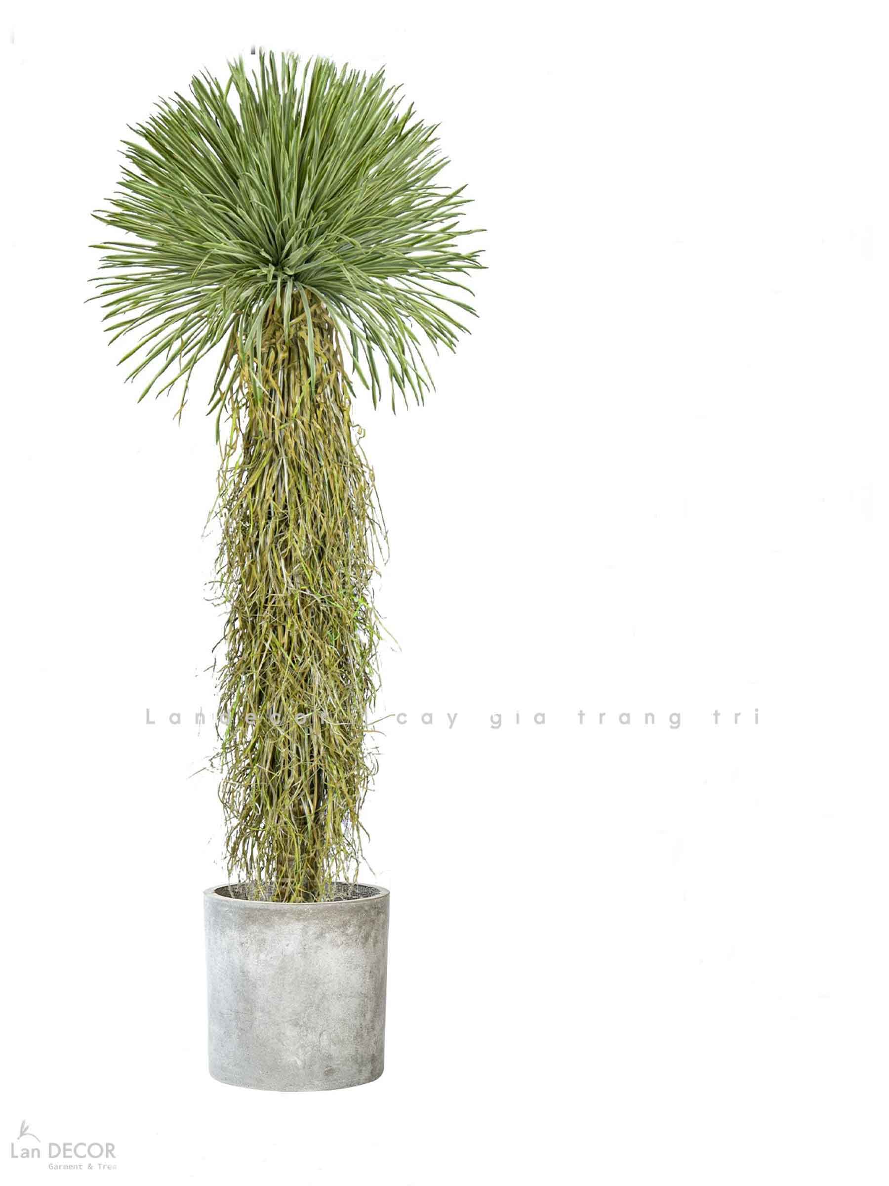 Cây Giả Decor - Cây Yucca Giả Decor Phong Cách Nhiệt Đới (180cm)- LC3854