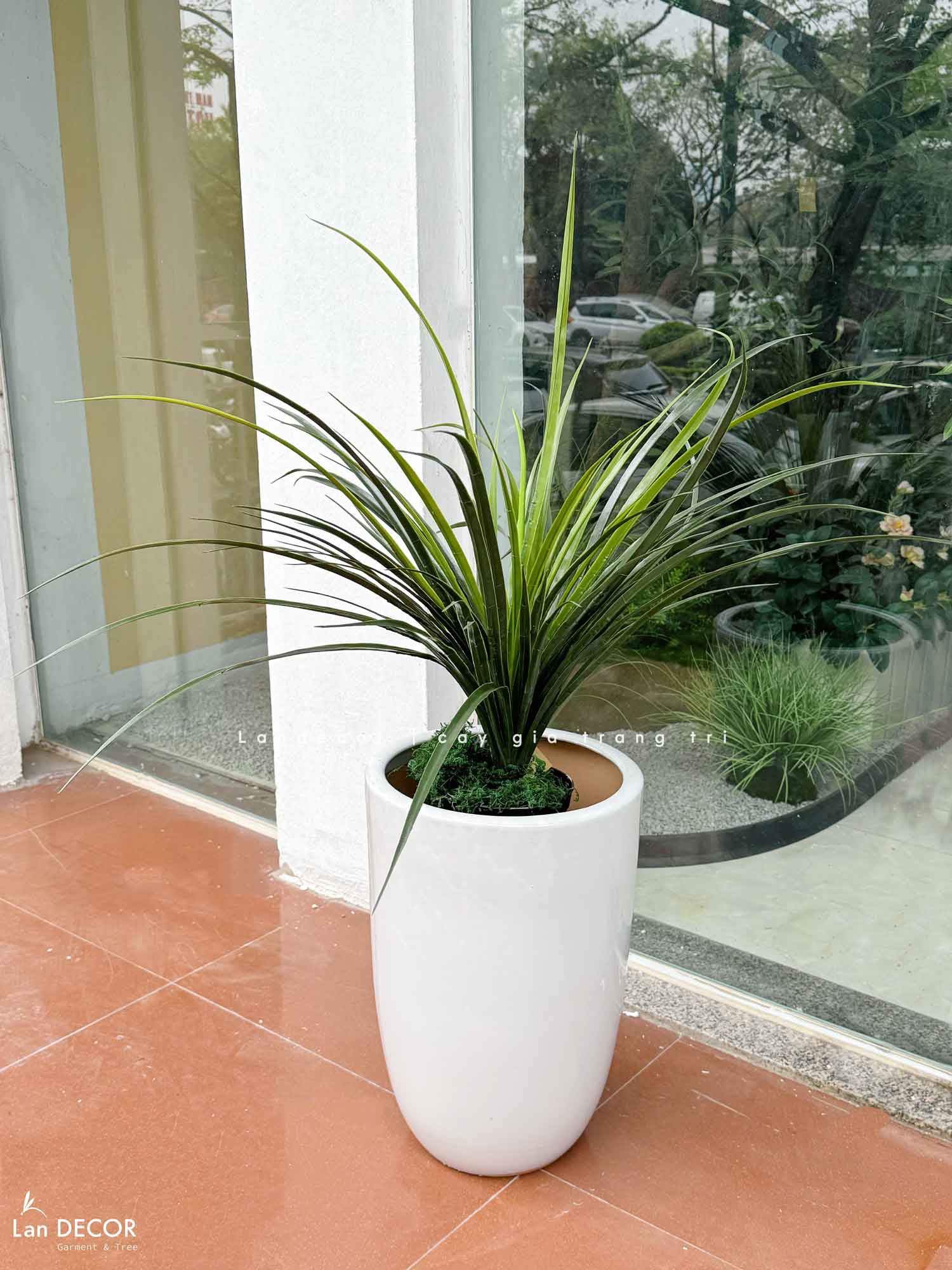 cay-yucca-gia