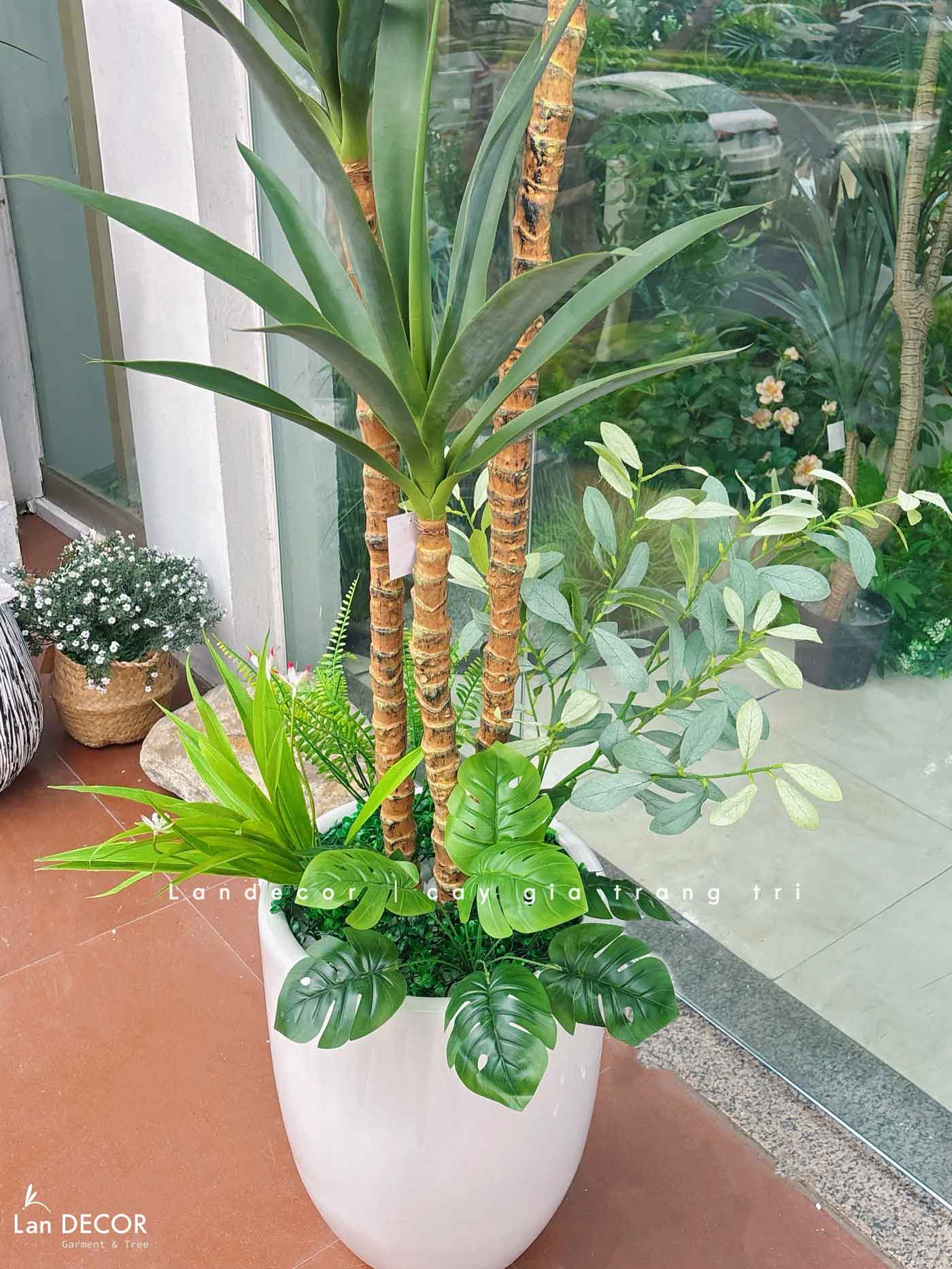 Cây Giả Tiểu Cảnh- Cây Yucca Giả Trang Trí Cửa Hiệu Độc Đáo (160cm)- LC3866