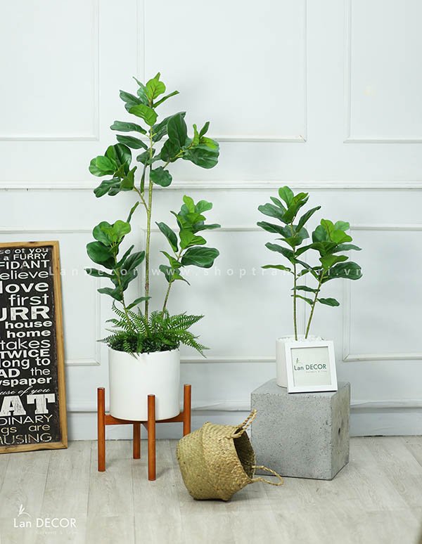 CHẬU CÂY BÀNG SINGAPORE 120cm - CC120