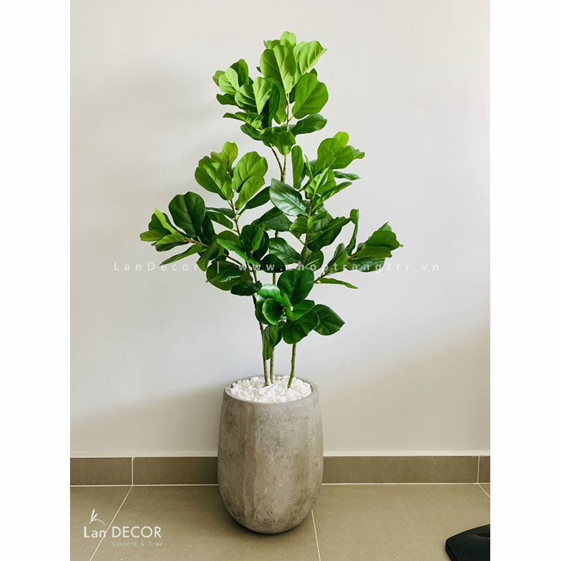 CHẬU CÂY BÀNG SINGAPORE 130cm - CC241